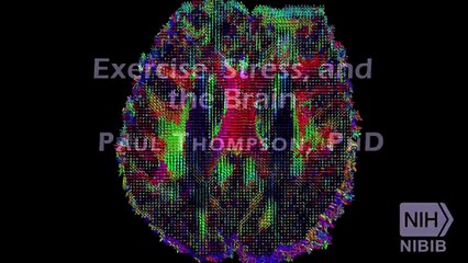INFLUENCE OF EXERCISE ON STRESS AND BRAIN FUNCTION | NO DAYS OFF