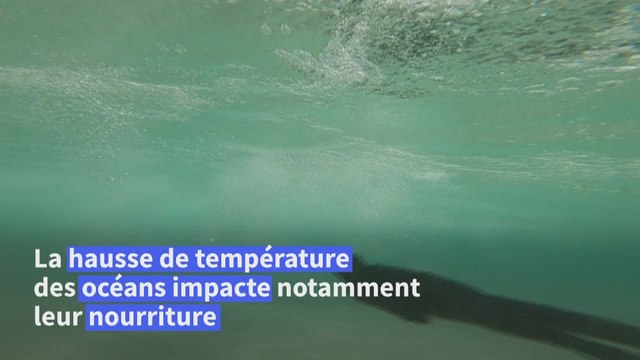 Le retour d'El Niño menace la faune et la flore des îles Galapagos