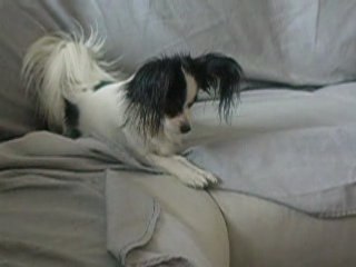 Shanna apelle cheep pour jouer sur le canapé