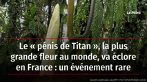 Le « pénis de Titan », la plus grande fleur au monde, va éclore en France : un événement rare