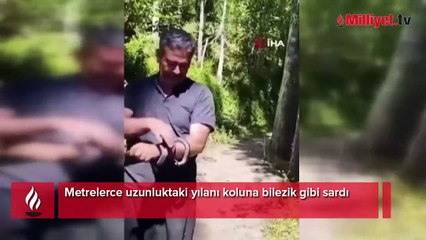 Metrelerce uzunluktaki yılanı koluna bilezik gibi sardı