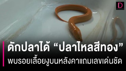 ดักปลาได้ปลาไหลสีทองรุ่งเช้ามา พบรอยเลื้อยงูบนหลังคารถแถมเลขเด่นชัด | HOTSHOT เดลินิวส์ 10/07/66