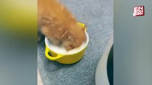 Süt içen yavru kedinin gülümseten anları