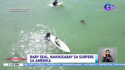 Baby seal, nakikisabay sa surfers sa Amerika | BT