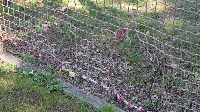 Gazeta Lubuska. Kostrzyn nad Odrą. Wandale niszczą obiekty sportowe w Kostrzynie