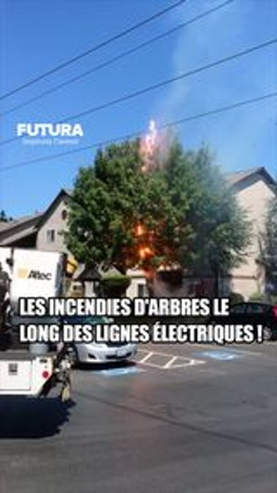 Un arbre prend feu en touchant une ligne électrique ! #science