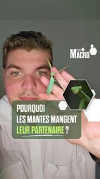 L'étrange « cannibalisme sexuel » chez les mantes religieuses !