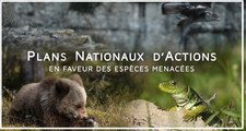 DREAL Occitanie - Plan National D'Action - #1 Le Faucon Crecerellette