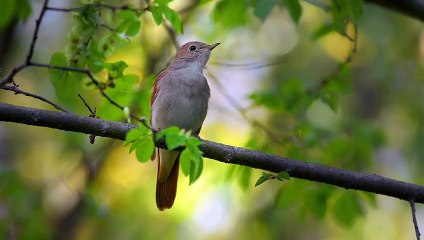 Harmonic Journey - Serene Music for Inner Exploration and Tranquility