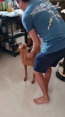 Dog goes insane with joy after receiving surprise visit from his dad II Heartsome