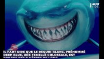 Deep Blue, le plus gros grand requin blanc jamais filmé, un terrifiant monstre des mers (VIDÉO)