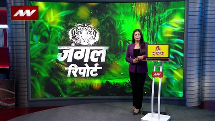 Jungle Report : जहरीले किंग कोबरा का खतरनाक खेल