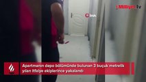 3 buçuk metrelik dev yılan paniği! Apartmandan böyle çıkarıldı