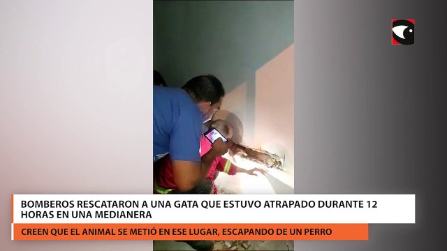 Bomberos rescataron a una gata que estuvo atrapado durante 12 horas en una medianera