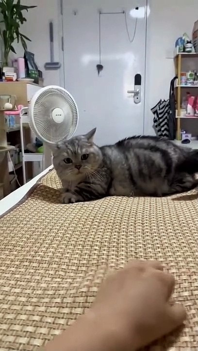 Funny cat