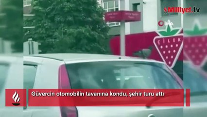 Güvercin otomobilin tavanına kondu, şehir turu attı