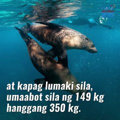 Baby seal, gusto rin mag-surf?  | GMA News Feed