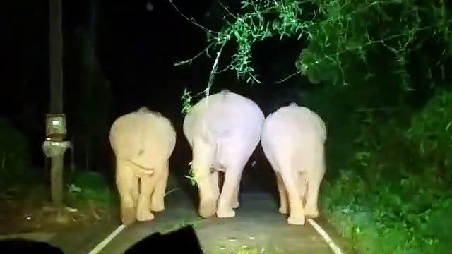 யானைகளை துரத்திச் சென்ற வாகன ஓட்டிகள்; ஒரே பார்வையில் அனைவரையும் அலறவிட்ட காட்டு யானை