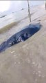 Um filhote de baleia-jubarte está encalhado vivo em Maragogi