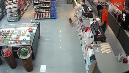 Hilarant : ce chat se sert tranquillement dans un magasin