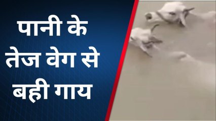 राजसमंद : बनास का रौद्र रूप, तेज बहाव के साथ पांच गाय बही,