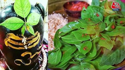 saawan में Bholenath की पूजा में अर्पित करें ये पत्ते, देखे कमाल - Religion- Hindu- shiv -faith -