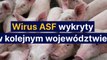 Wirus ASF wykryty w kolejnym województwie!