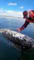 Il video sorprendente della balena grigia che chiede aiuto agli umani