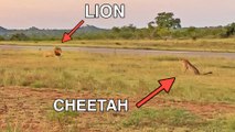 Lion Tries Running Faster than Cheetah