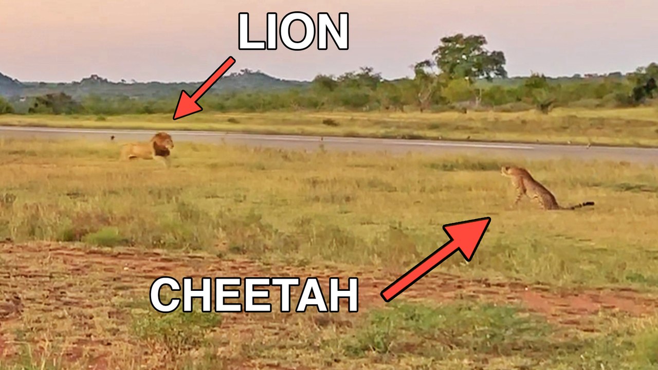 Lion Tries Running Faster than Cheetah