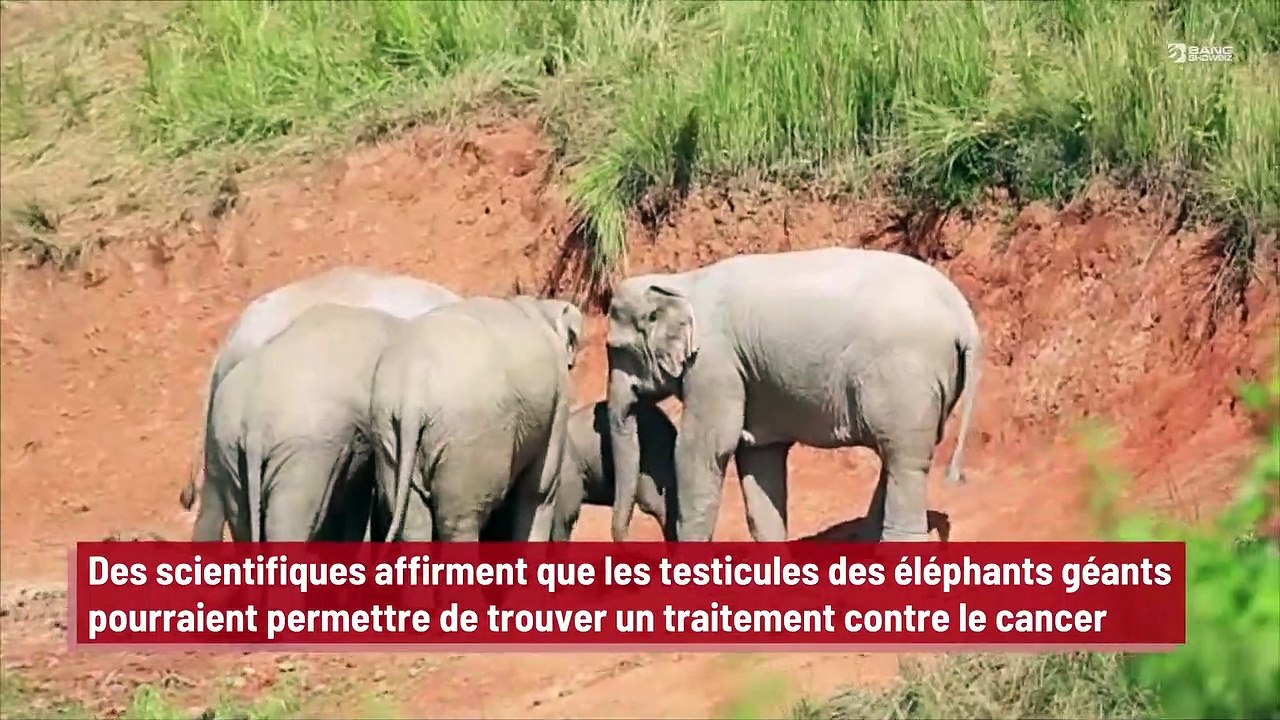 Des scientifiques affirment que les testicules des éléphants géants pourraient permettre de trouver un traitement contre le cancer !