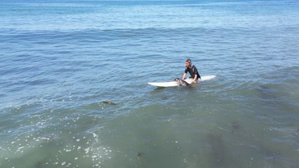 Determined seal finds comfort on surfer's longboard and refuses to leave