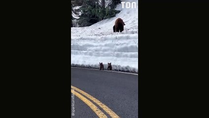 Des oursons bloqués sur une route tentent de rejoindre leur maman