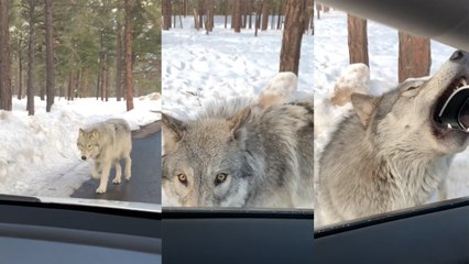 Unforgettable Encounter with a Wild White Wolf as It Bites Car Mirror