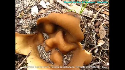 Helvella acétabulum. Champimaginatis. English Text