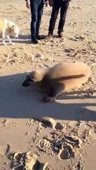 Ce chien et ce phoque s'adorent et c'est adorable