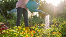 7 Watering Mistakes That Could Sabotage Your Vegetable Garden