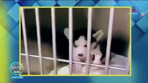 Cachorro de husky siberiano enternece a las redes sociales