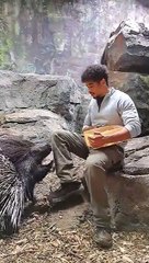 Feeding Two African Crested Porcupines