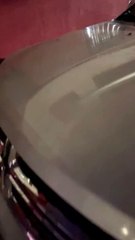 Chien se gratte le dos sur le mur