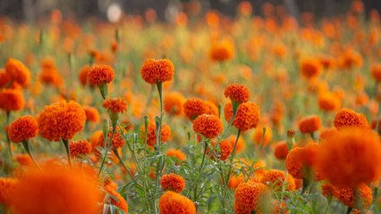 The Best Types of Marigolds for Colorful Flowers and Keeping Bugs Away
