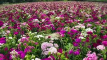 Countryfile - Flower Farming