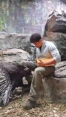 Feeding Two African Crested Porcupines