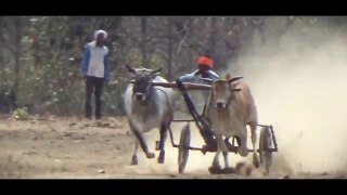 Bailgada sharyat mp _ Farmer Video _ desi indian cow _ barghati