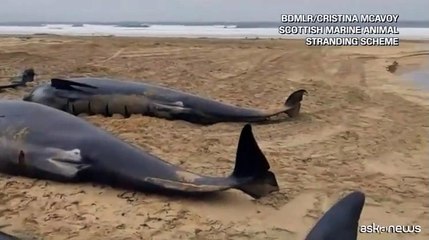 Pi? di 50 balene pilota spiaggiate su un'isola della Scozia