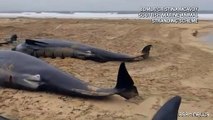 Pi? di 50 balene pilota spiaggiate su un'isola della Scozia