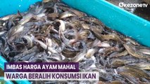 Imbas Harga Ayam Mahal, Warga Beralih Konsumsi Ikan