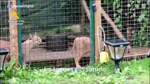 La Guardia Civil interviene dos linces protegidos que habían sido vendidos de forma ilegal