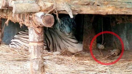 মা হল কিকা, পর্যটকদের জন্য জ্যাকপট বেঙ্গল সাফারি পার্কের নয়া সদস্য