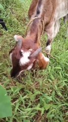 Goats in Action Devouring Delicious Leaves